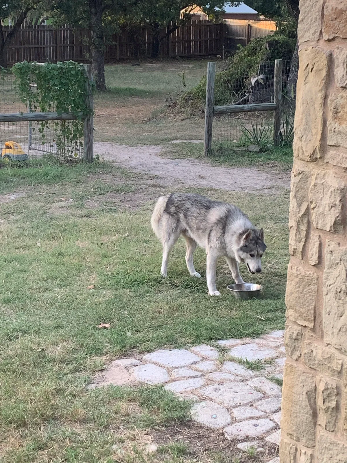 Lost dog in Floresville, TX, 78114