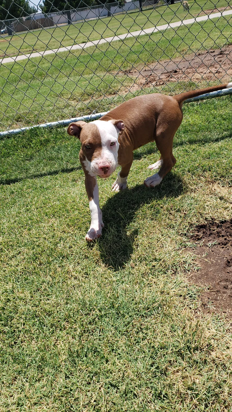 Lost dog in Odessa, TX, 79764