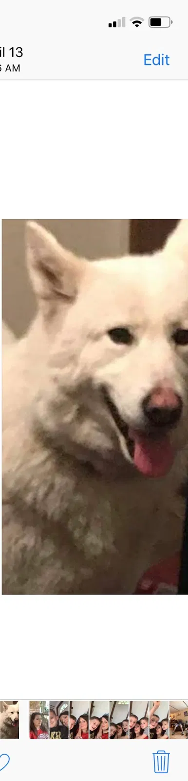 Lost dog in Floresville, TX, 78114