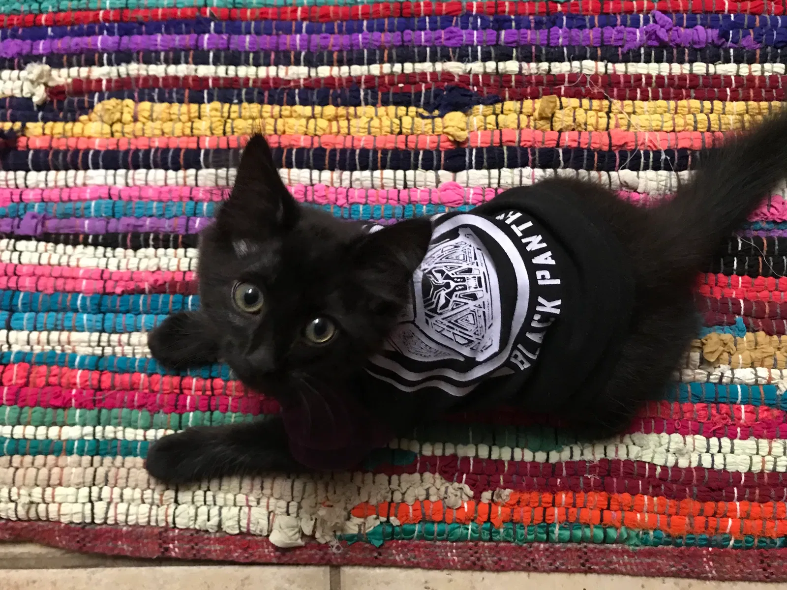 Lost cat in Ocoee, FL, 34761