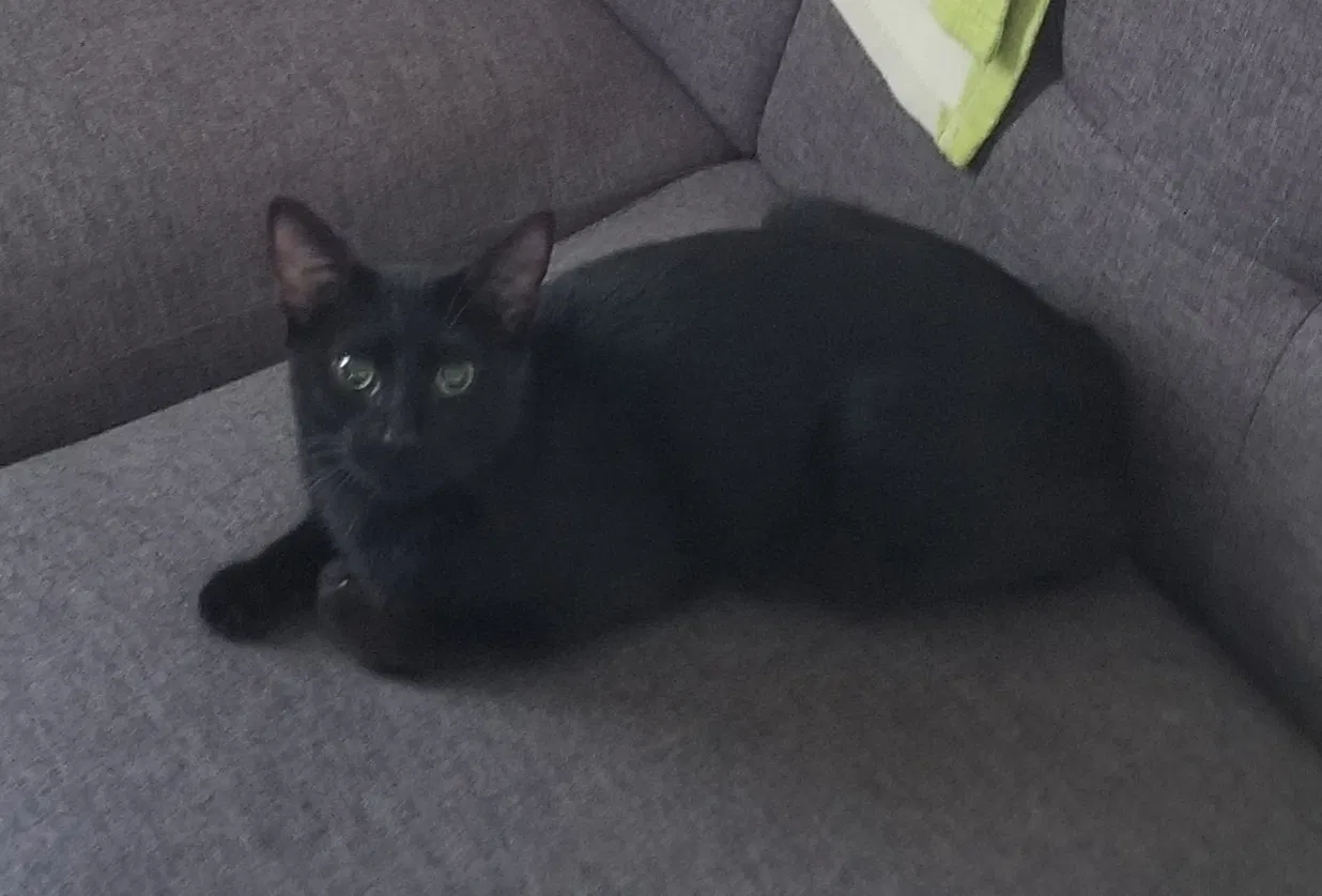 Lost cat in Deland, FL, 32720
