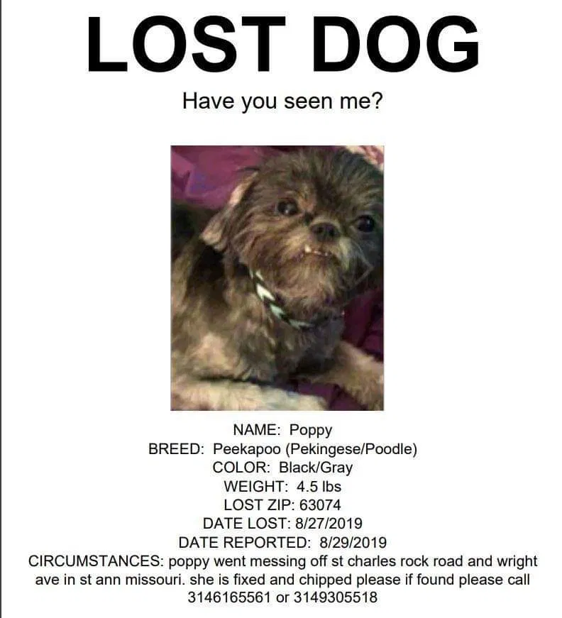 Lost dog in Saint Ann, MO, 63074