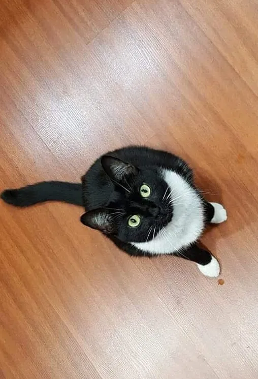 Lost cat in Lady Lake, FL, 32159