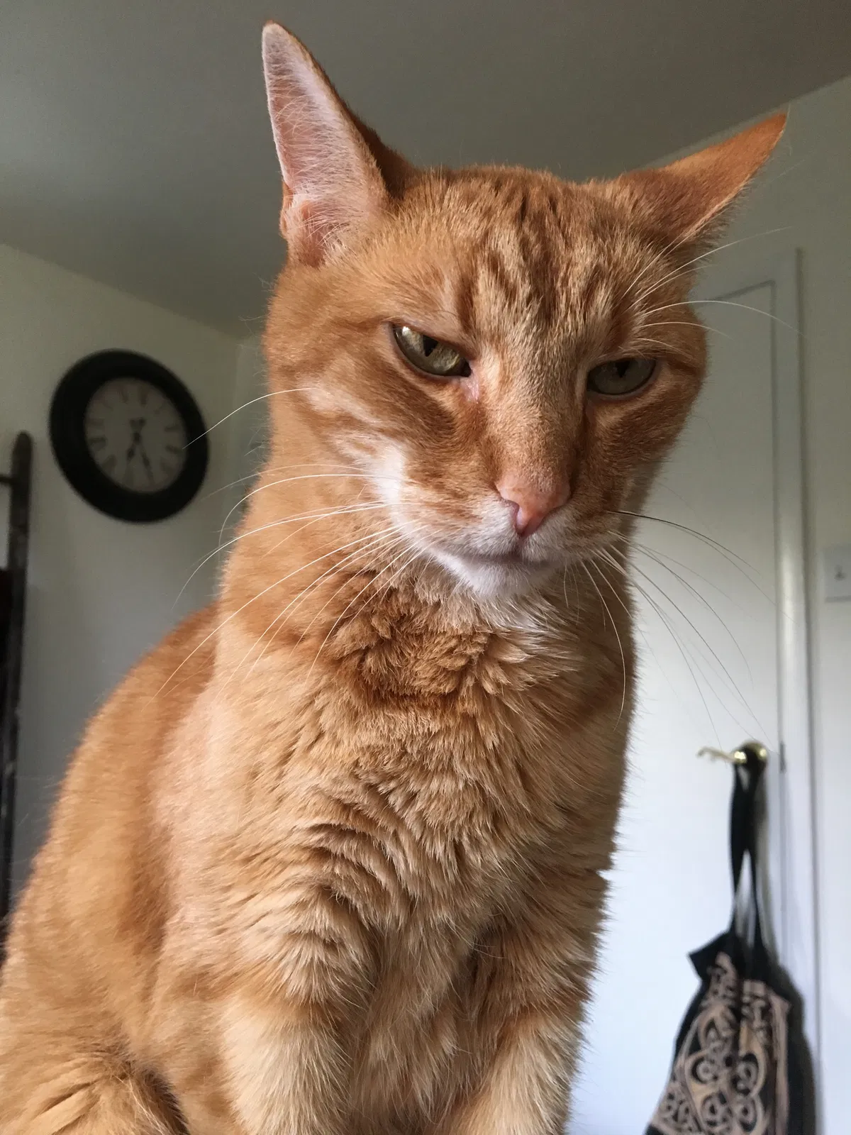 Lost cat in Collegeville, PA, 19426