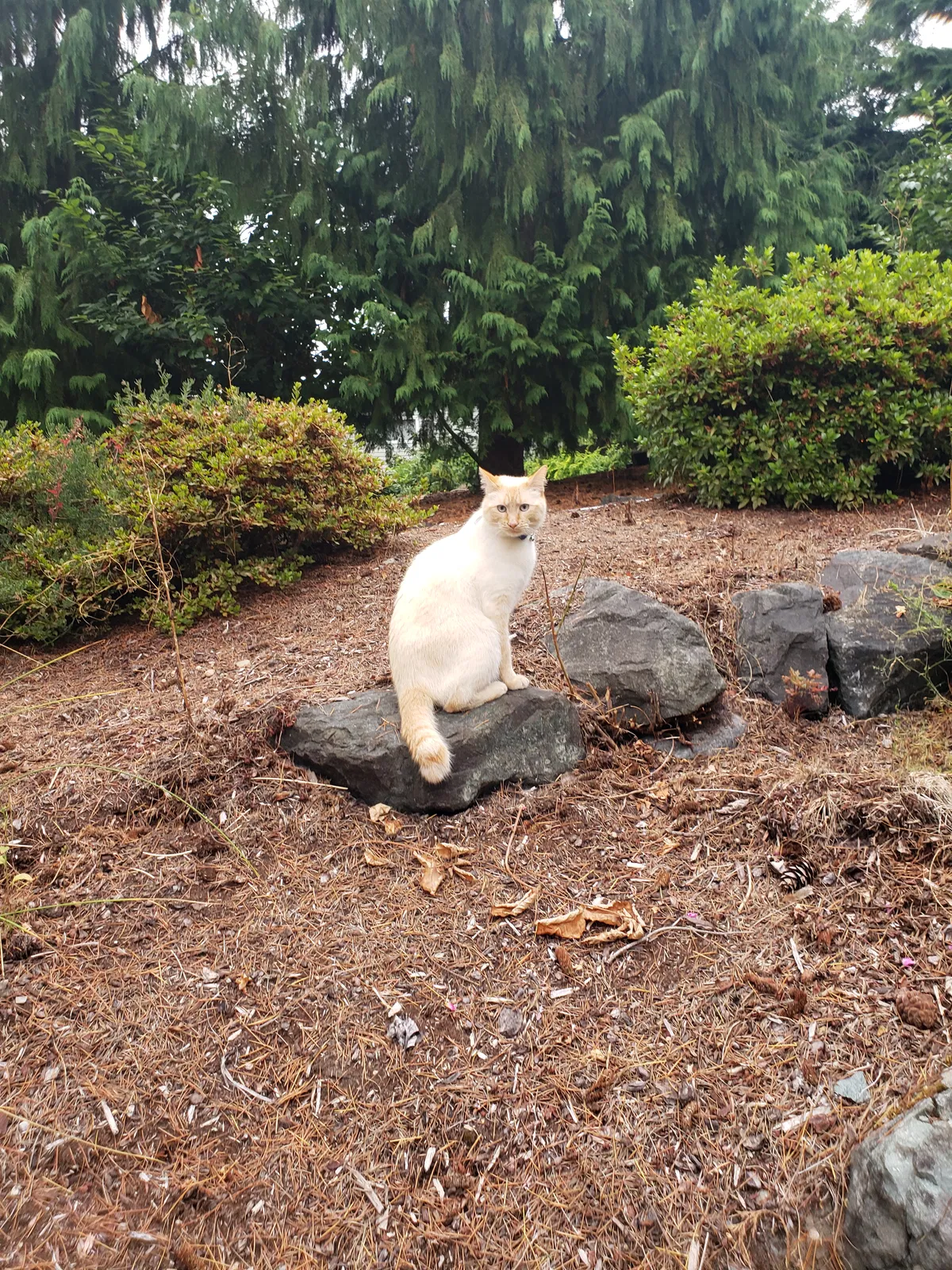 Lost cat in Tacoma, WA, 98443