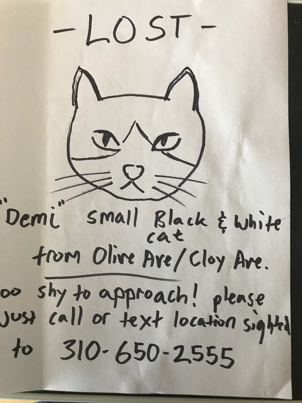 Lost cat in Venice, CA, 90291