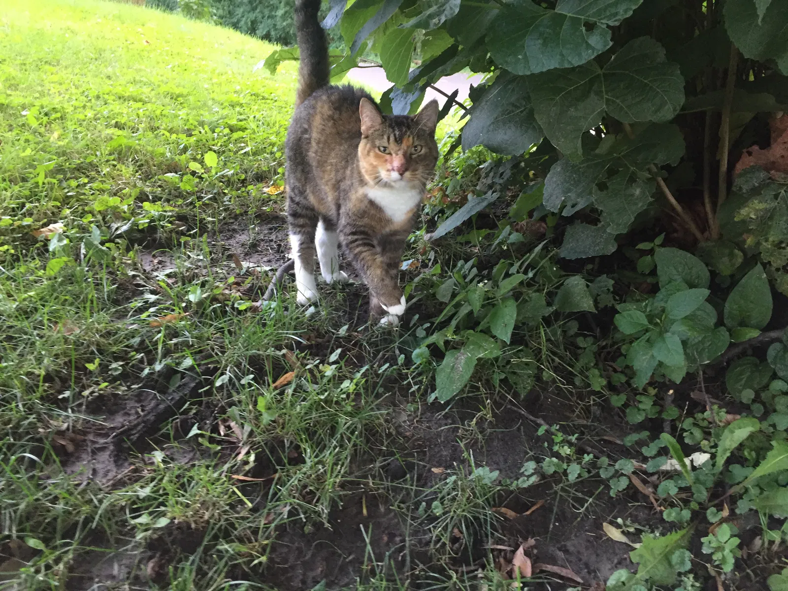 Lost cat in Saint Paul, MN, 55109