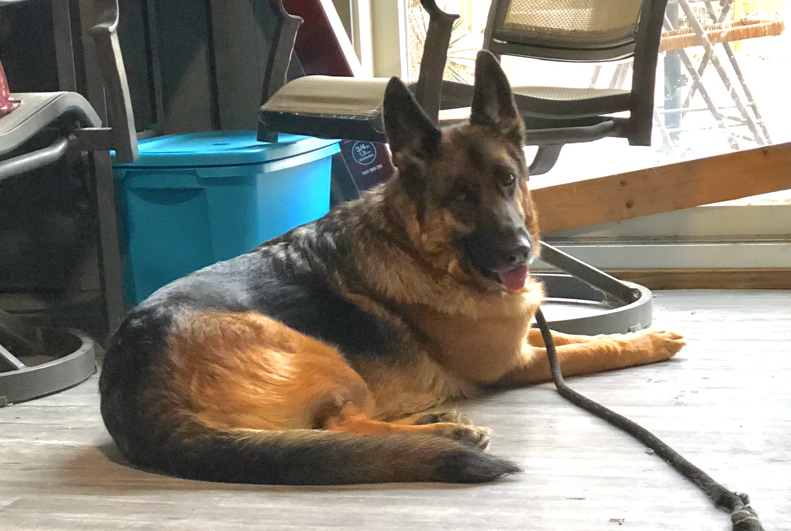 Lost dog in Brighton, MI, 48116