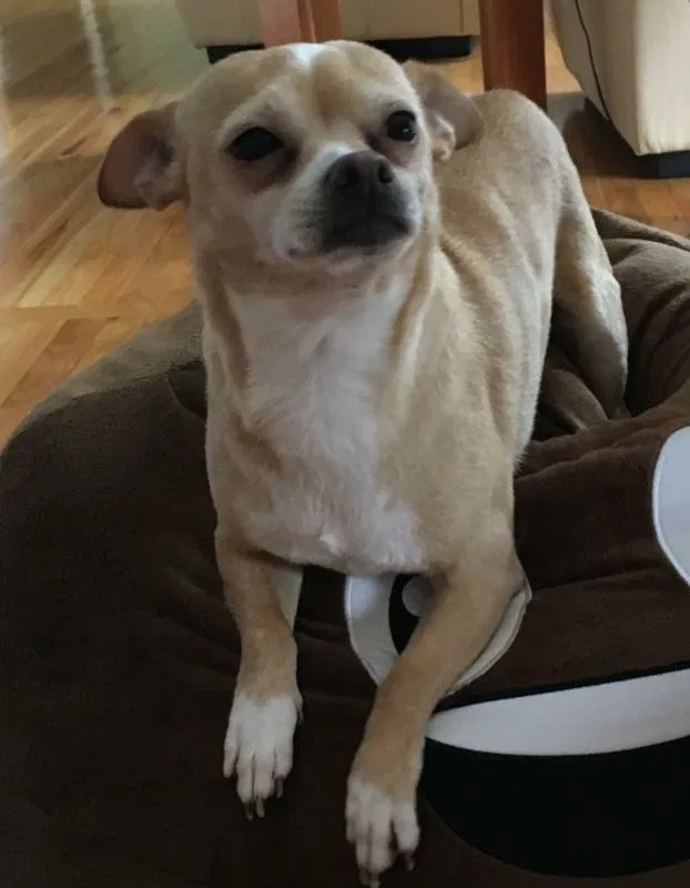 Lost dog in Bolingbrook, IL, 60490