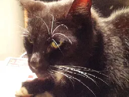 Lost cat in Fort Worth, TX, 76107