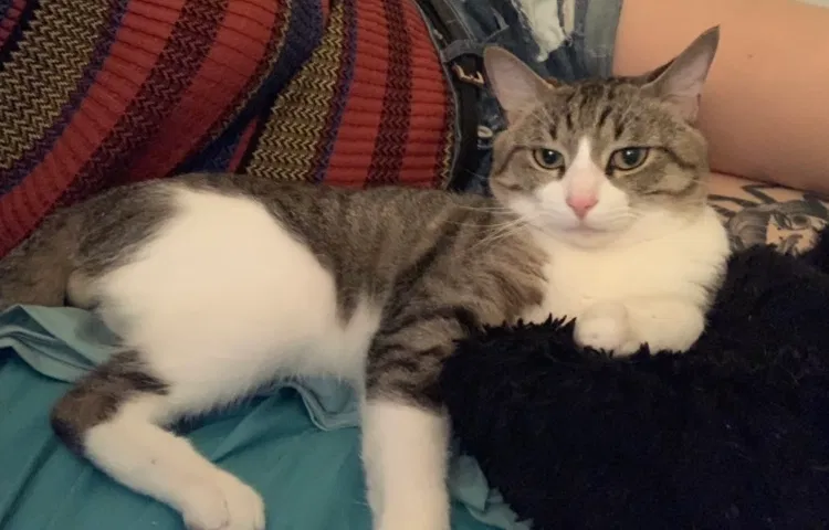 Lost cat in Carmel, IN, 46032