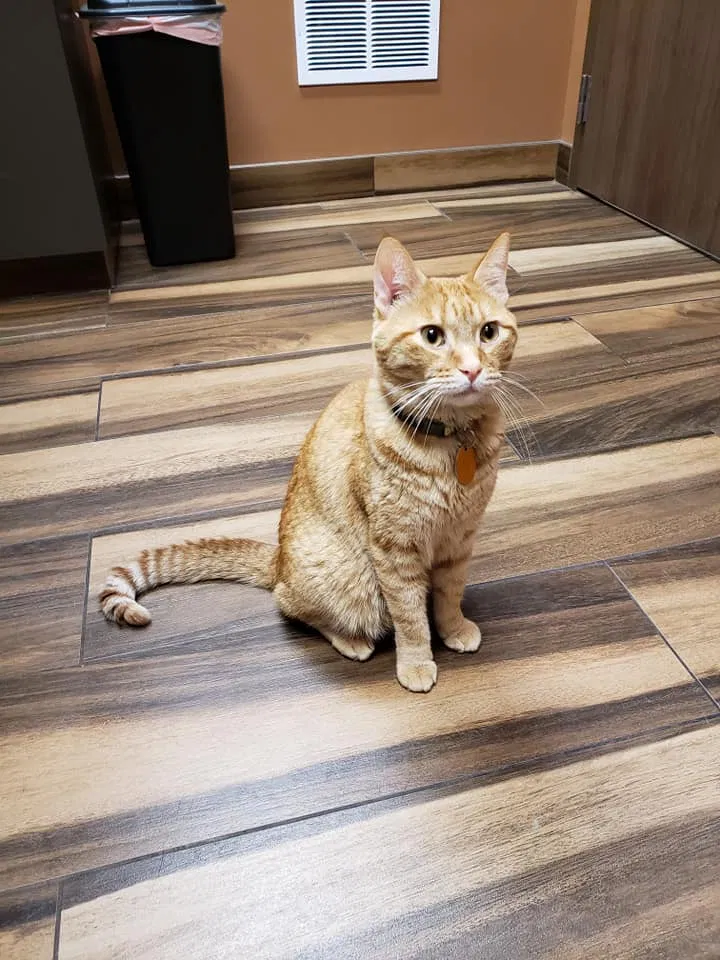 Lost cat in Minneapolis, MN, 55430