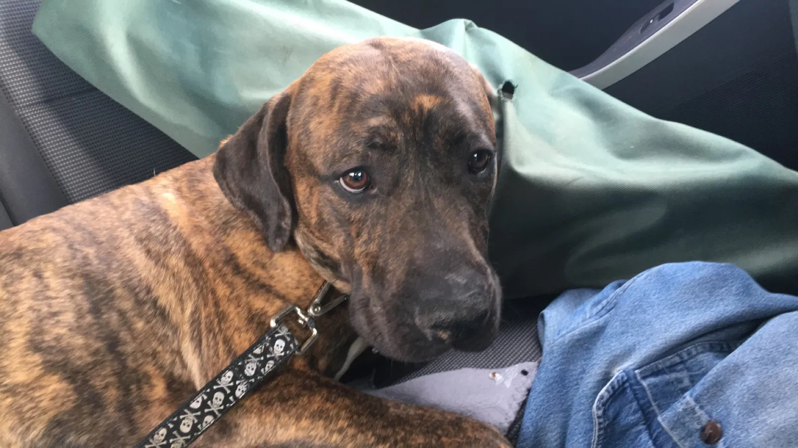 Lost dog in Duluth, MN, 55804