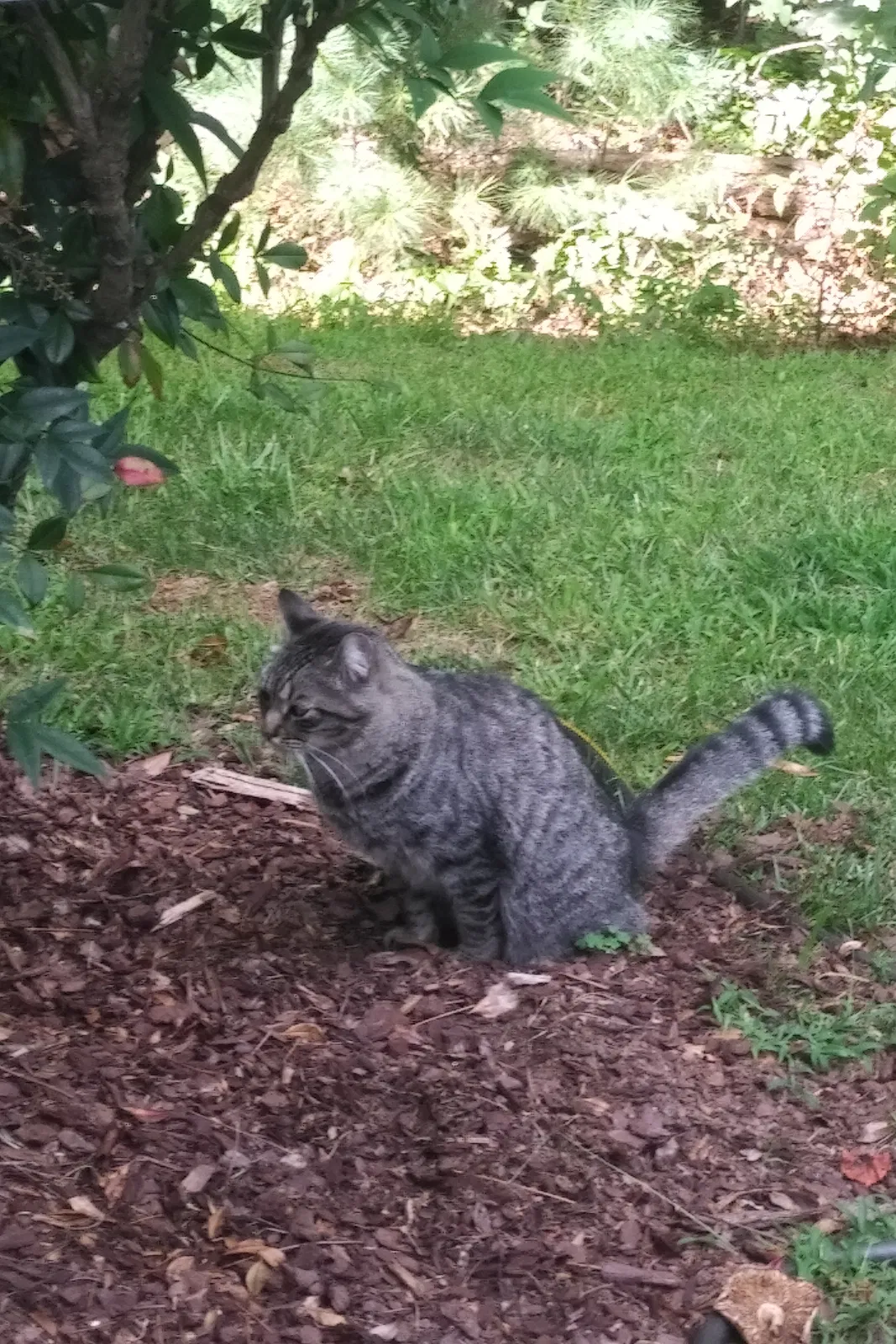 Lost cat in Westerville, OH, 43082