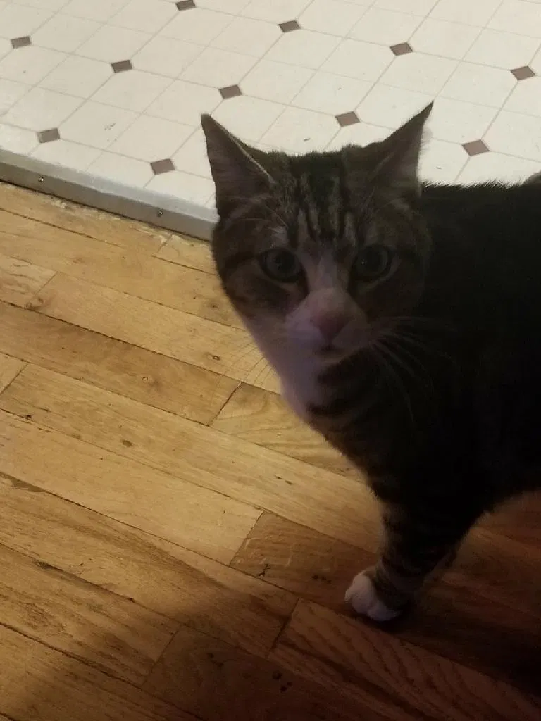 Lost cat in Central Point, OR, 97502