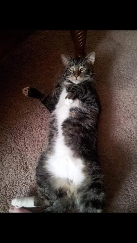 Lost cat in Cottage Grove, MN, 55016