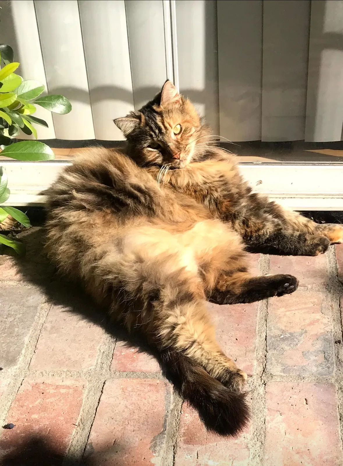 Lost cat in Huntington Beach, CA, 92648