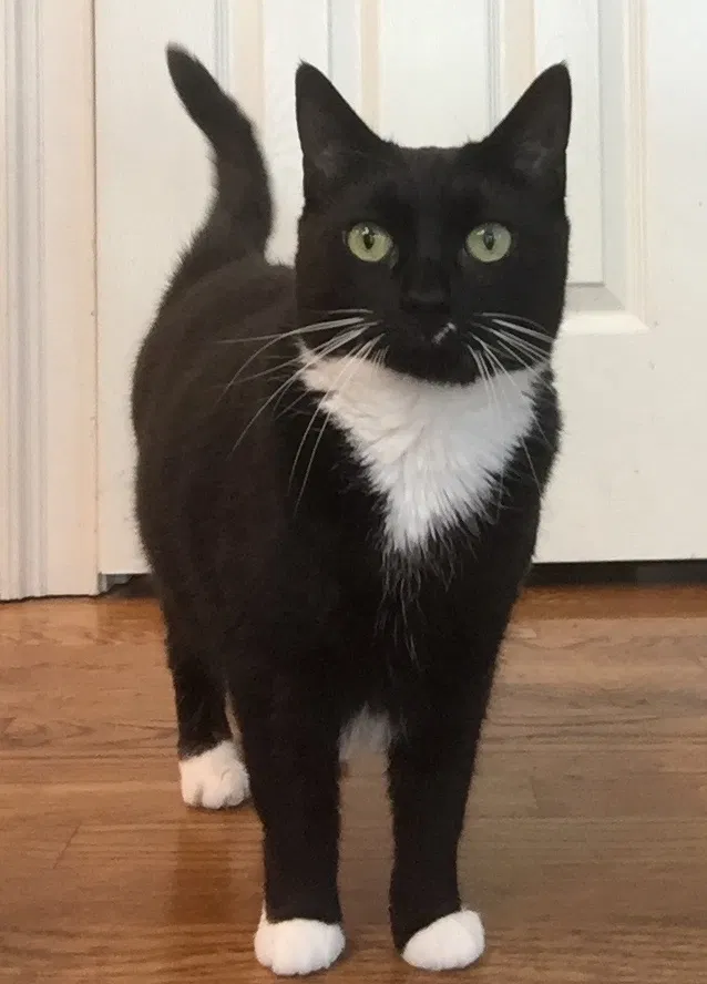Lost cat in Alpharetta, GA, 30009