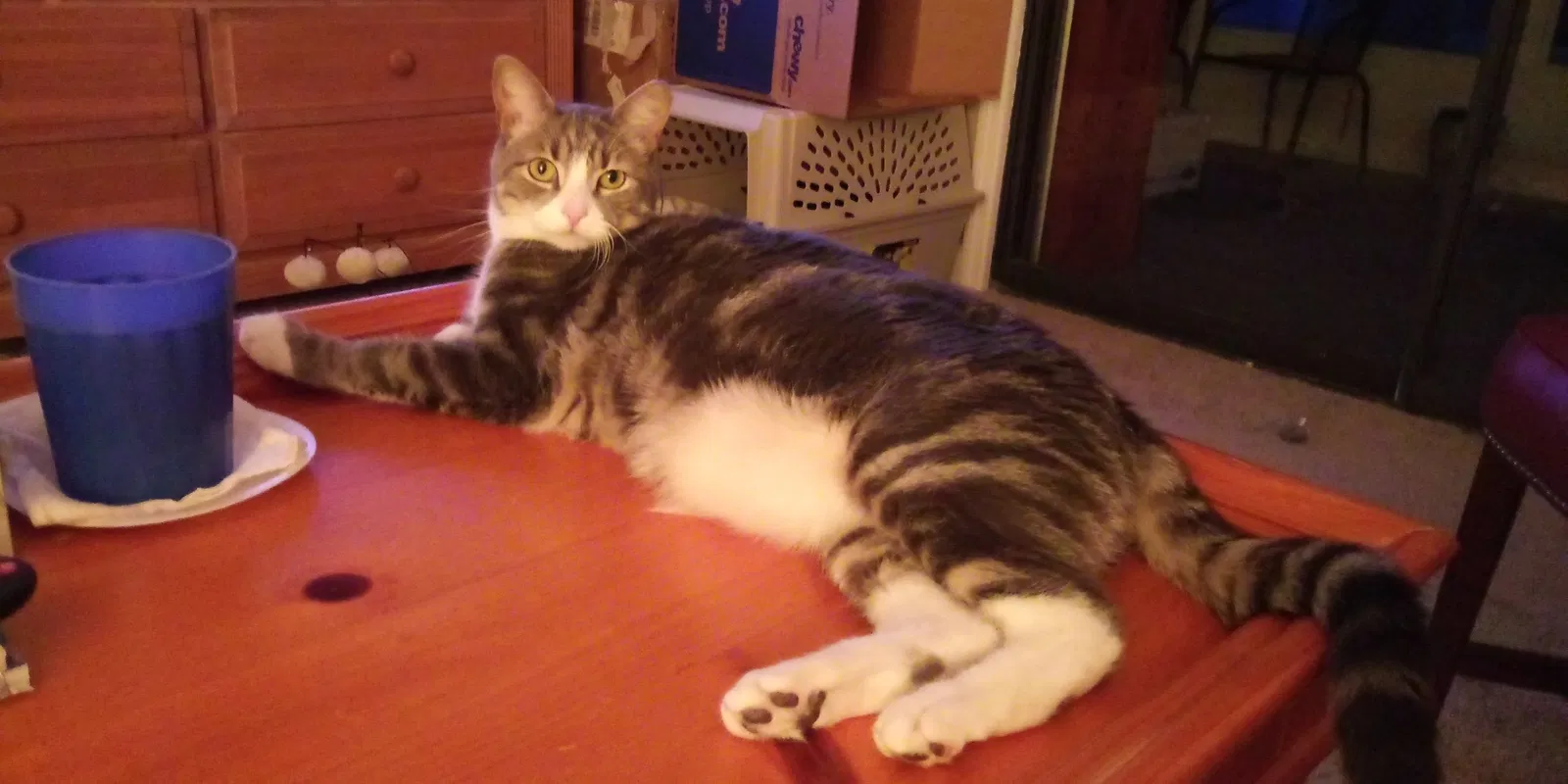 Lost cat in Fruitland Park, FL, 34731