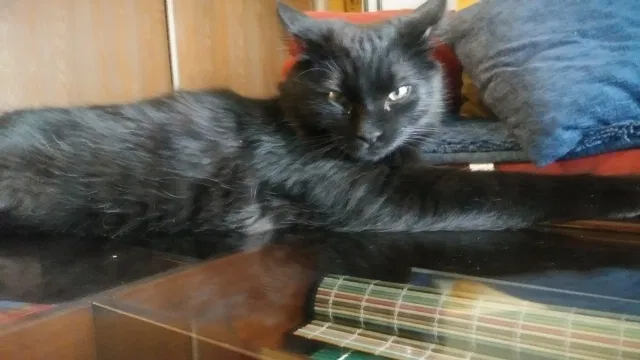 Lost cat in Minneapolis, MN, 55446