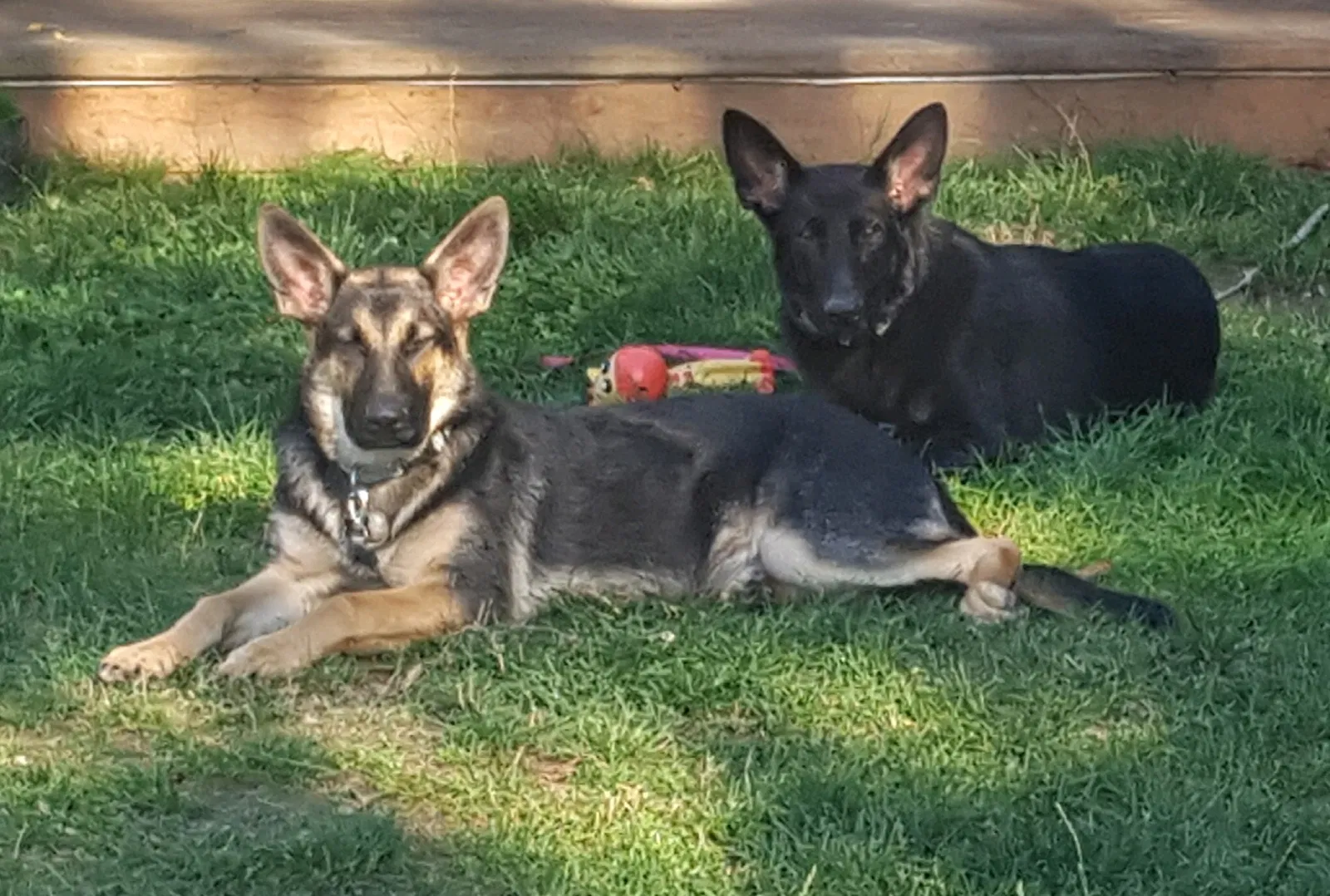 Lost dog in Arlington, WA, 98223