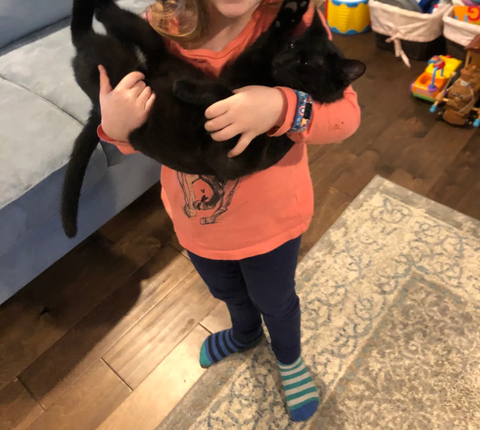 Lost cat in Cincinnati, OH, 45243
