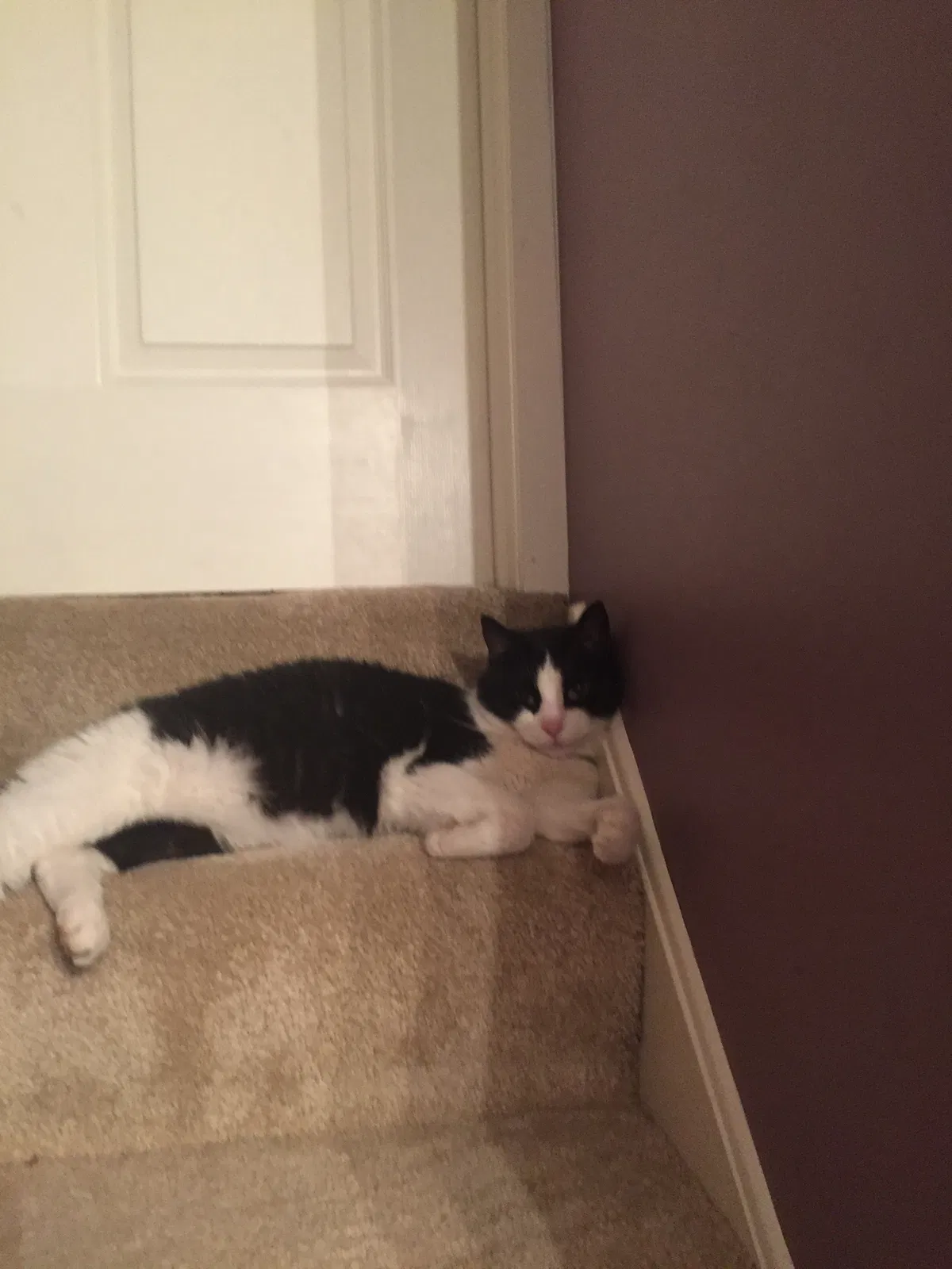 Lost cat in Washington, PA, 15301