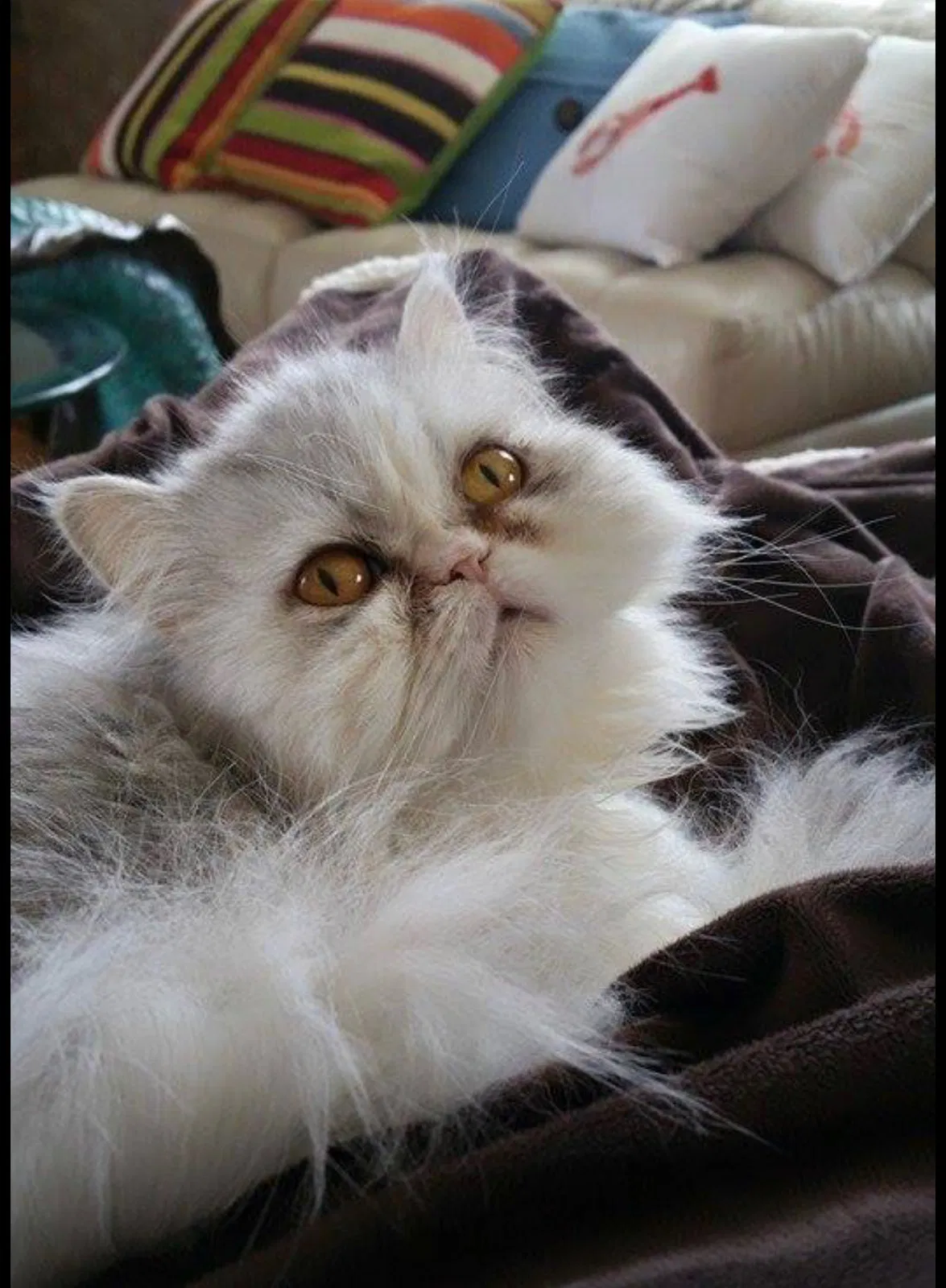 Lost cat in Myrtle Beach, SC, 29572