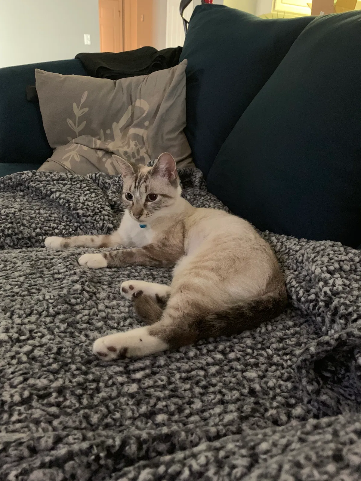 Lost cat in Raleigh, NC, 27610