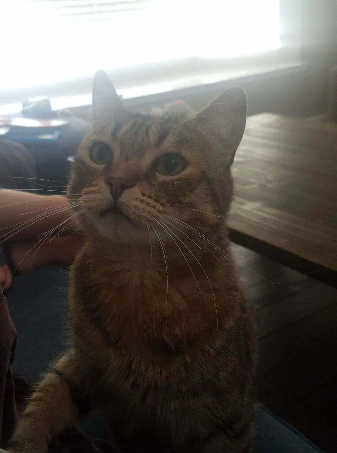 Lost cat in Colorado Springs, CO, 80922