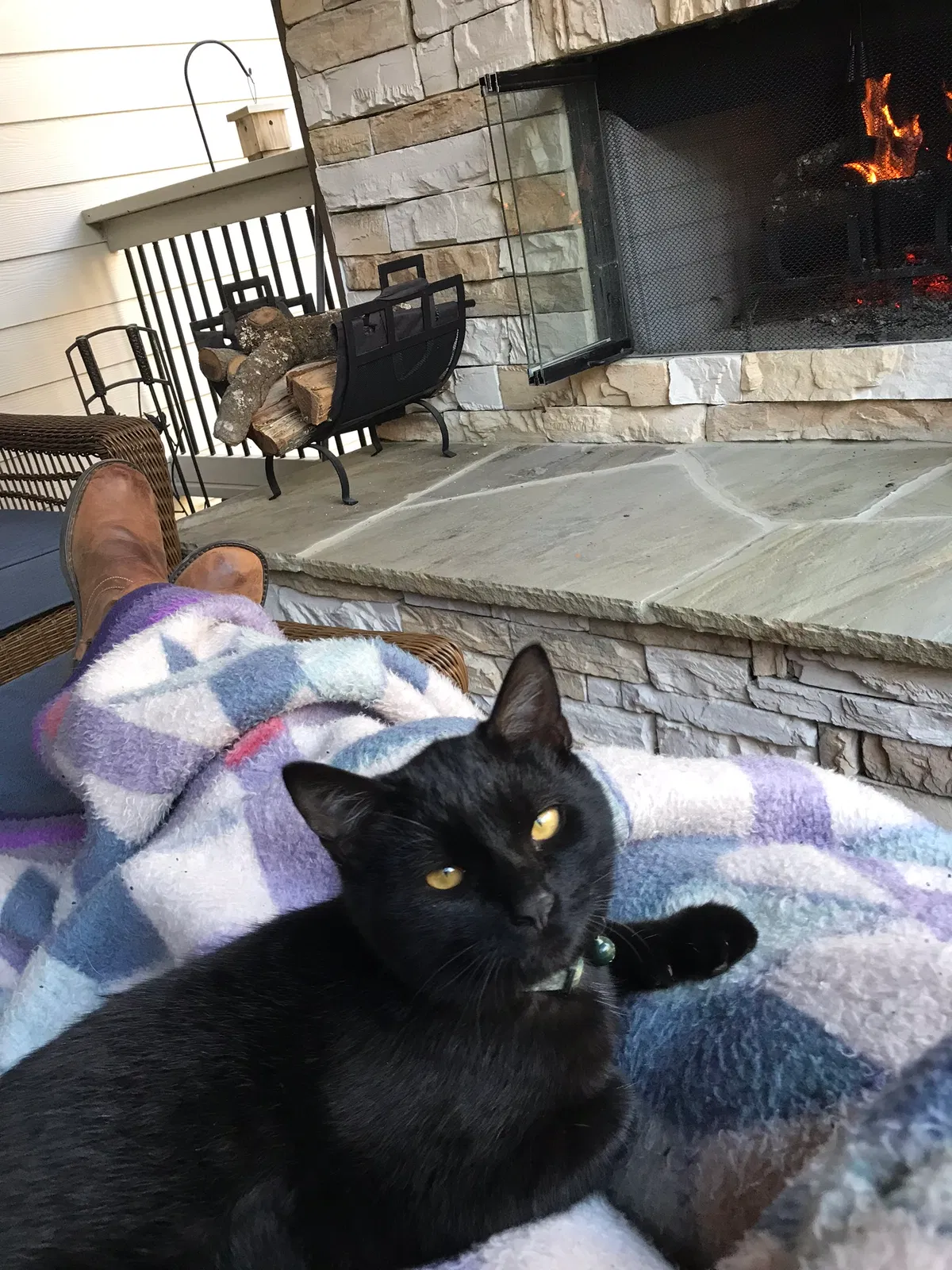 Lost cat in Brooks, GA, 30205