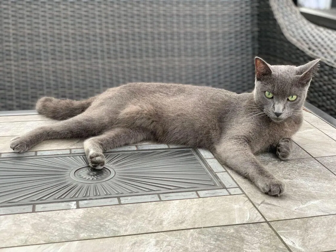 Lost cat in Orlando, FL, 32821