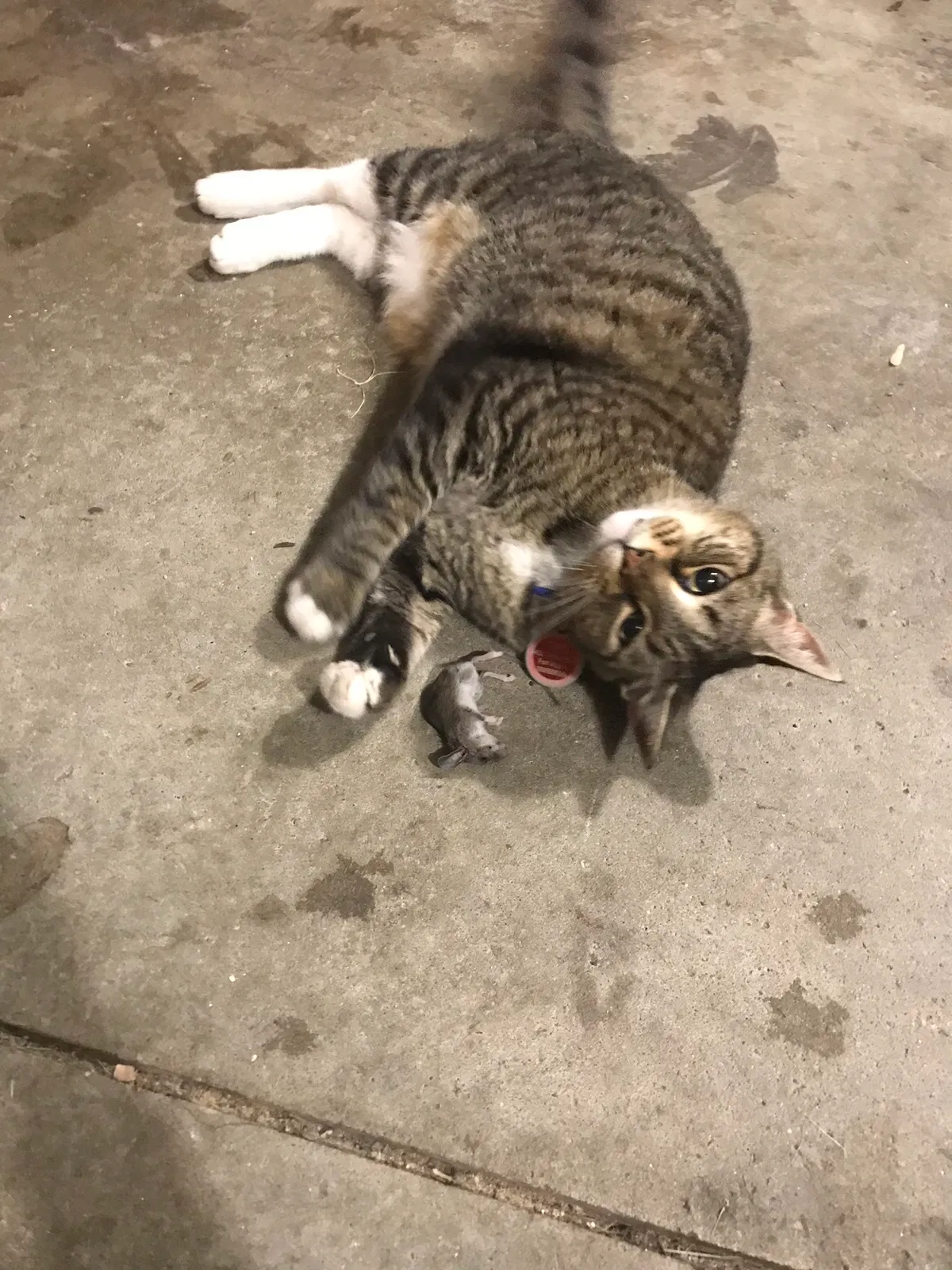 Lost cat in Fort Wayne, IN, 46804
