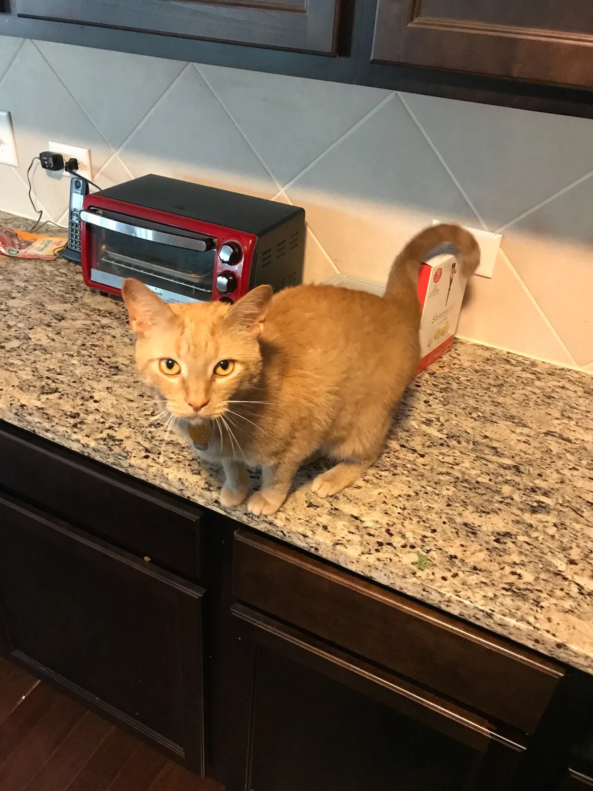 Lost cat in Winston Salem, NC, 27103