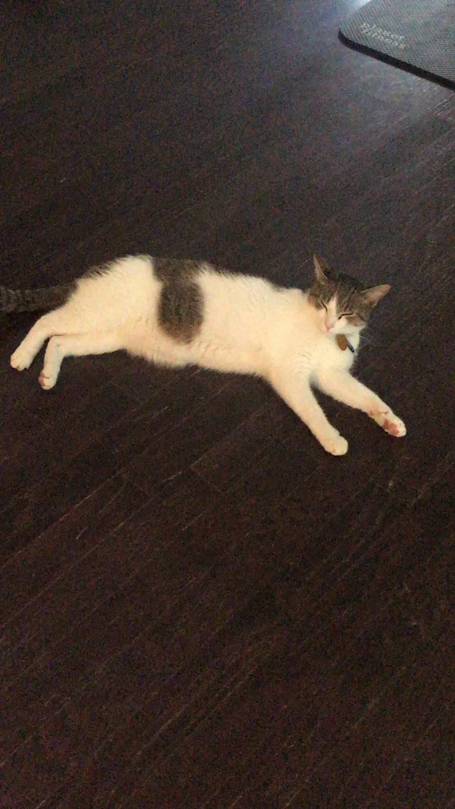 Lost cat in Winston Salem, NC, 27103