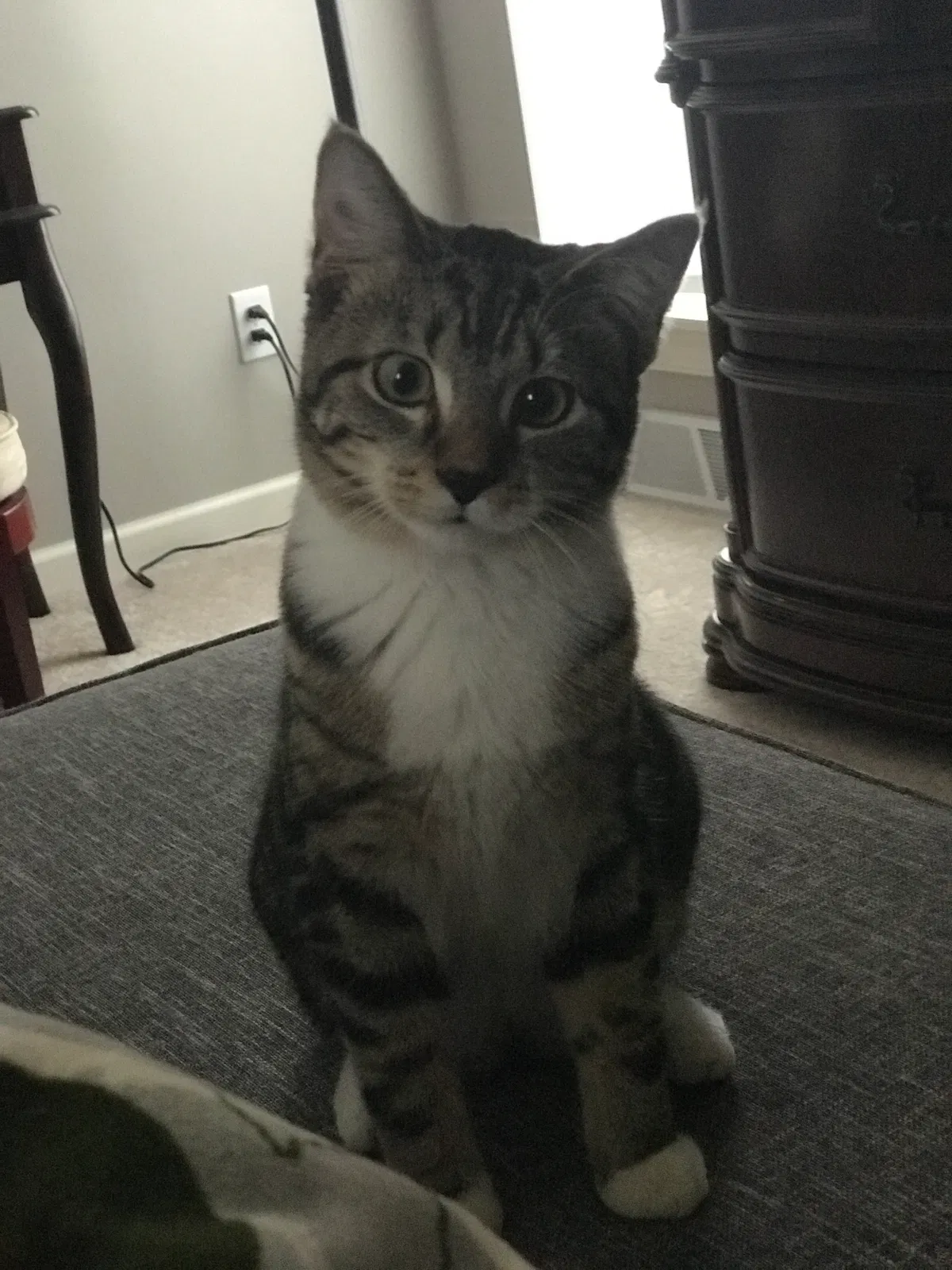 Lost cat in Milwaukee, WI, 53221