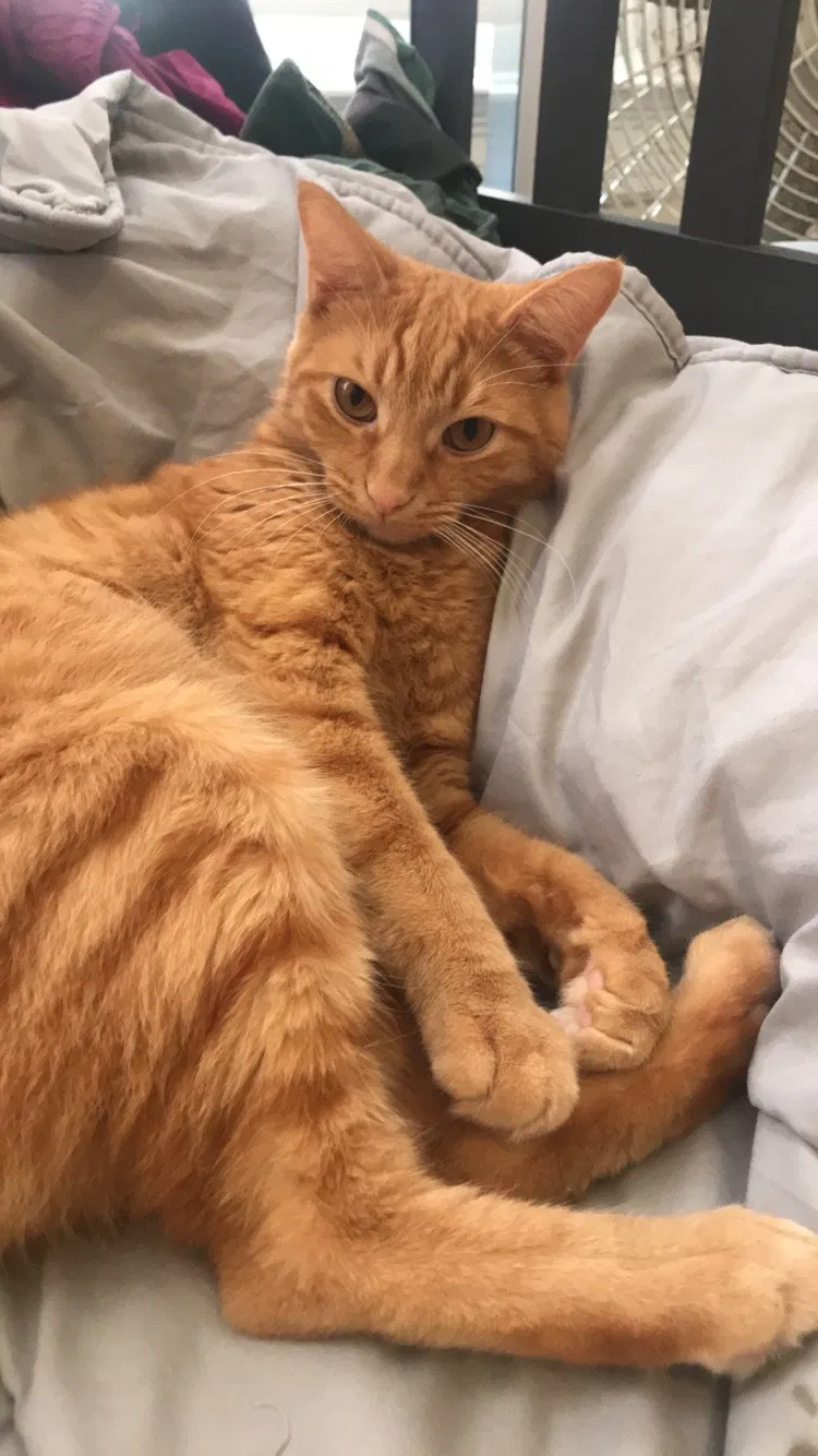Lost cat in Cincinnati, OH, 45219
