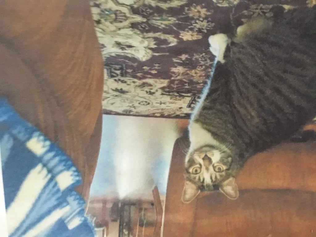Lost cat in Sun City, AZ, 85373