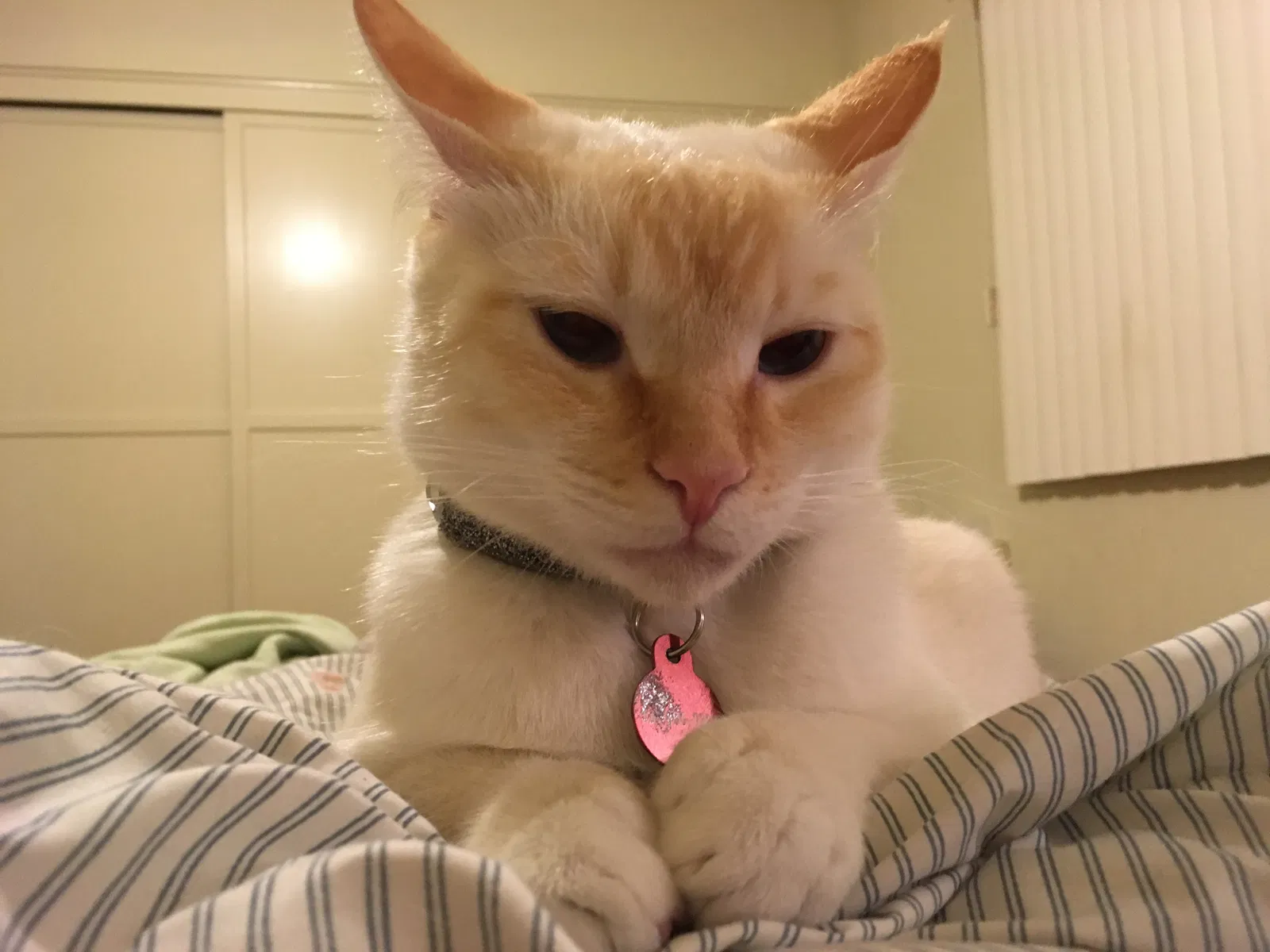 Lost cat in Los Angeles, CA, 90032