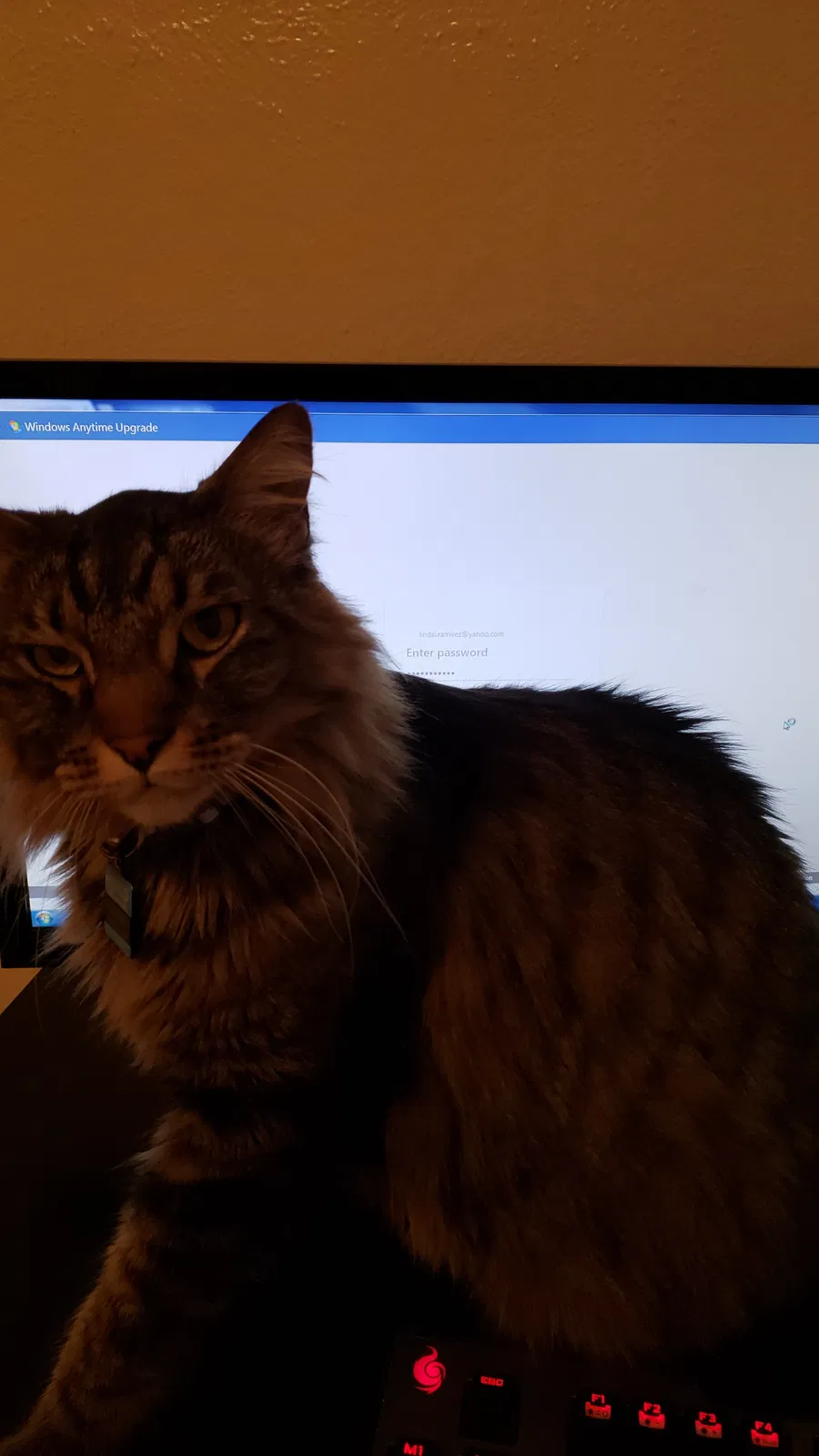 Lost cat in Fort Worth, TX, 76148