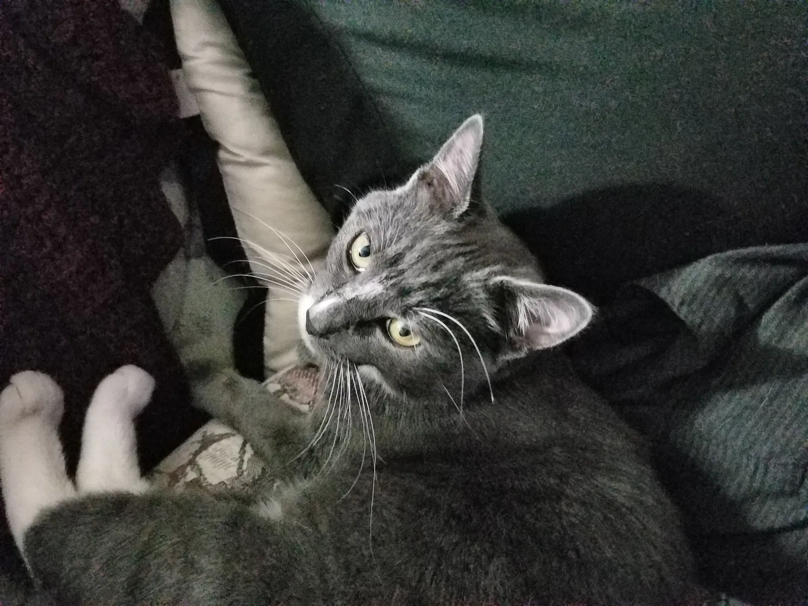 Lost cat in Spokane, WA, 99206