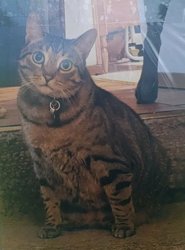 Lost cat in Federal Way, WA, 98003
