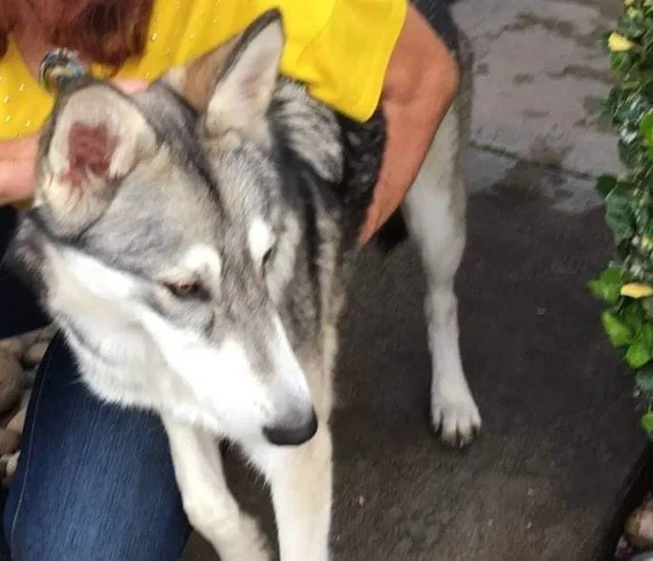 Lost dog in Dinuba, CA, 93618