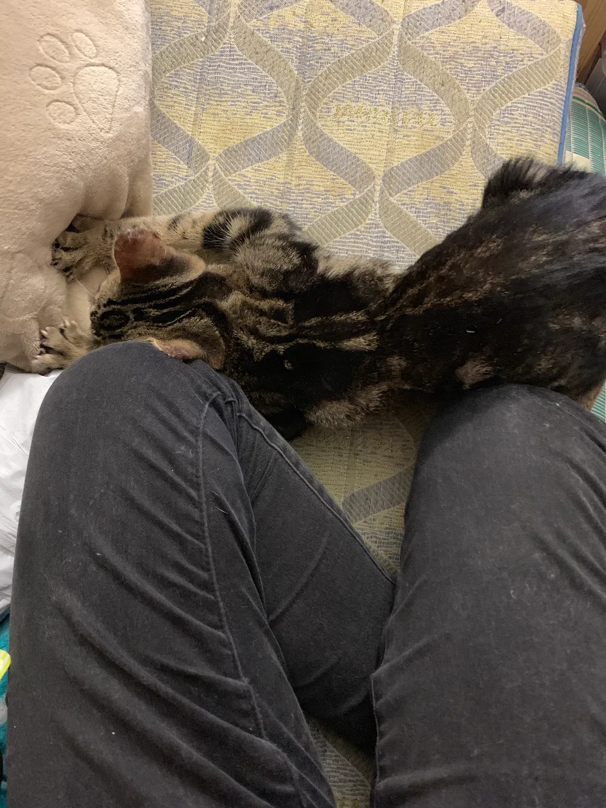 Lost cat in Mobile, AL, 36695
