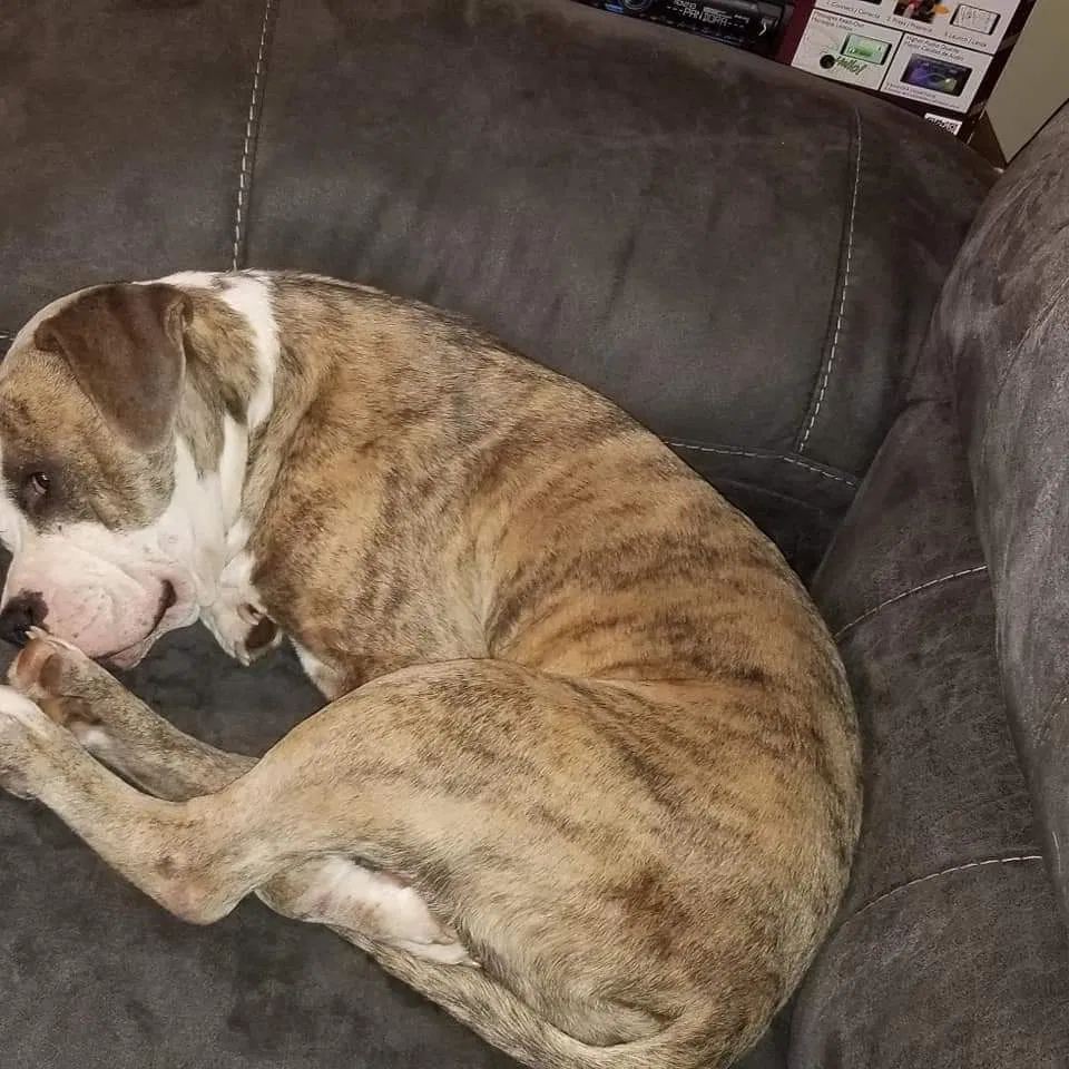 Lost dog in Greer, SC, 29651