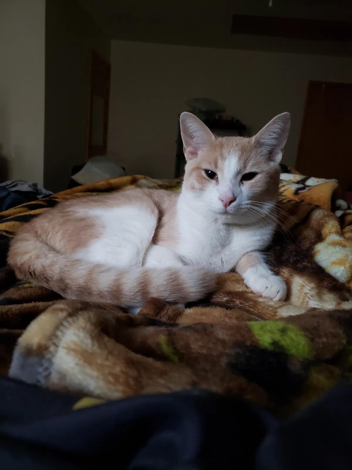 Lost cat in Harrisonburg, VA, 22802