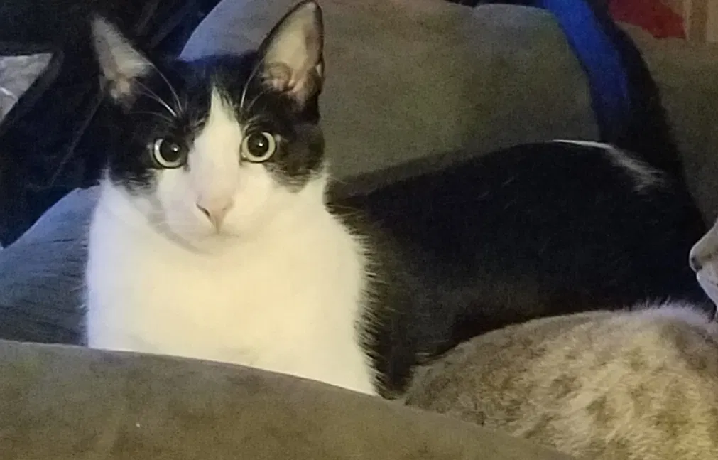 Lost cat in Fort Worth, TX, 76133