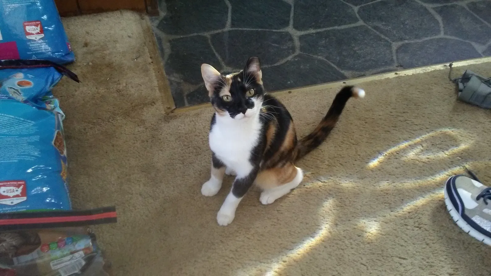Lost cat in Meadville, PA, 16335