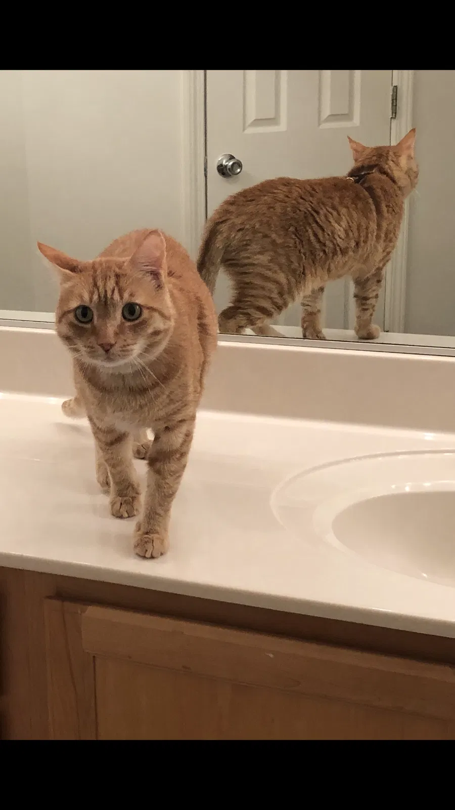 Lost cat in Lexington, KY, 40513