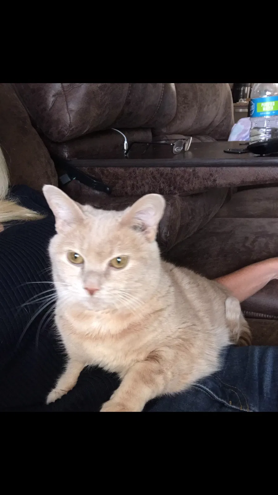Lost cat in Knoxville, TN, 37934